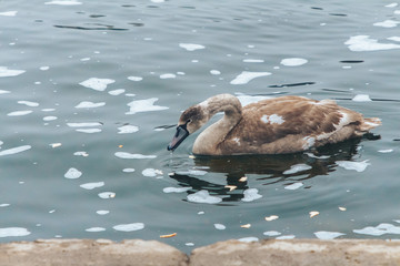 Gray swan swims in a river in winter.