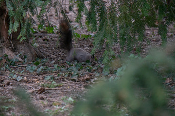 Eichhörnchen am Boden