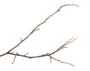 Branch of a fruit tree with buds on an isolated white background.
