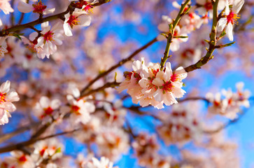 Cherry Blossom trees, Nature and Spring time background. 