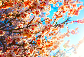 Cherry Blossom trees, Nature and Spring time background. 