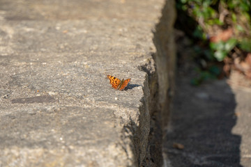 Schmetterling auf Steinstiege