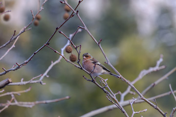 Chaffinch (Fringilla coelebs) sitting on a branch in the winter forest