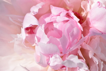Texture of pastel pink peony inflorescence with velvet double petals close-up