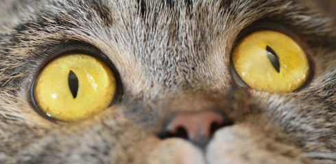 Two charming yellow round leather eyes and a small nose close-up