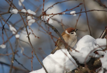 A small city sparrow among the winter branches on a background of transparent blue winter sky