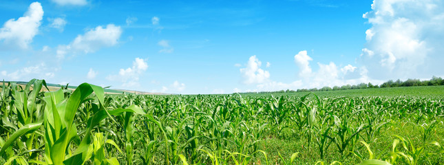 Bright summer sun over corn field. © Serghei V