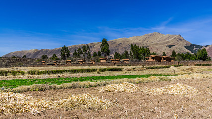 In the Peruvian fields harvested