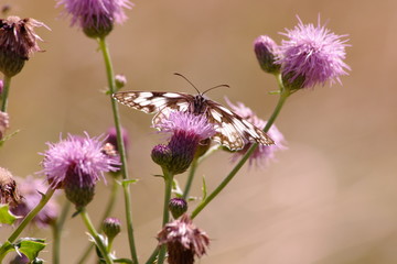 Fototapeta premium Papillon au milieu des fleurs