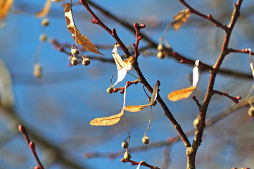 dry flowers of a lime tree in winter