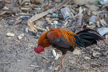 colourful feather Thai chicken race walking