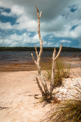 karger Baumstumpg am Rande eines Süßwasser See in Australien