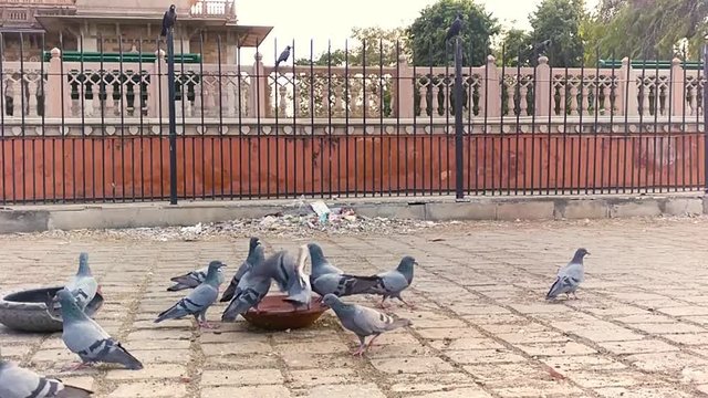 Slow motion of pigeons flying off from a earthenware water bowl with a steel brick fence