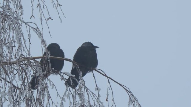 Jackdaw sitting on the branch of a birch on a background of blue sky. Camera zooming