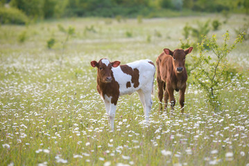 Two calves on a green chamomile meadow © legenda007