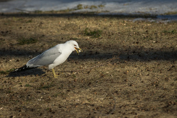 A seagull eating popcorn 