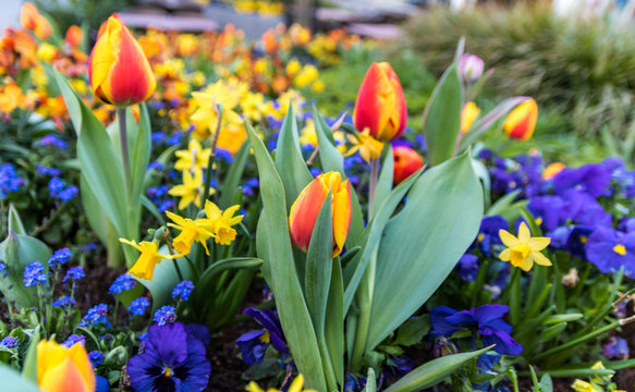 Backnanger Tulpenfr&uuml;hling Blumenbeet