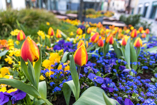 Backnanger Tulpenfr&uuml;hling Ulandstra&szlig;e Tulpen und Narzissen