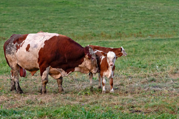 Fototapeta na wymiar Cow herd in a mountain village, Carinthia, Austria - Image