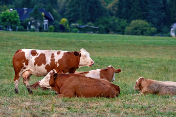 Obraz premium Cow herd in a mountain village, Carinthia, Austria - Image