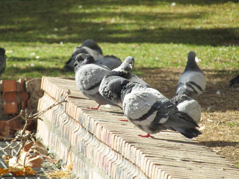 PALOMAS POSADAS EN EL BORDILLO DE LA CALLE, ave, paloma, animal, naturaleza, fauna, acu&aacute;tico, zoo,