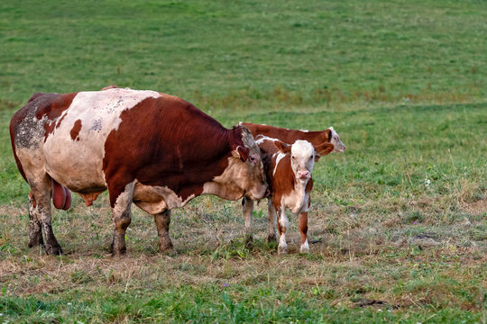 Cow herd in a mountain village, Carinthia, Austria - Image
