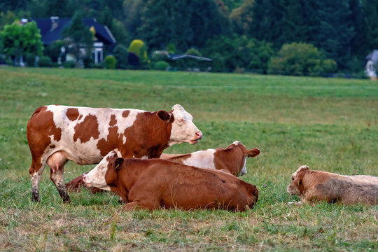 Cow herd in a mountain village, Carinthia, Austria - Image