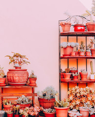 Home plants decor. Cactus set on pink wall. Cactus lover fashion concept