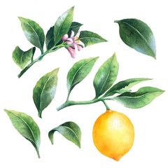 Isolated lemon on a branch. Watercolor set  of citrus leaves, fruit and blossoms.