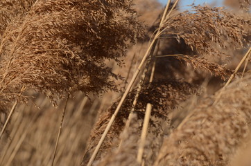 WILD PAMPAS GRASS AND POWER LINES IN WOODBRIDGE NJ