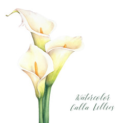 Watercolor calla lillies. Isolated hand drawn illustration. Elegant flowers bouquet.