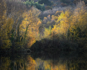 Fall mixed forest reflected on a lagoon