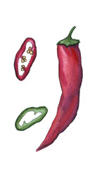 Hand drawn watercolor chill pepper vegetable illustration 