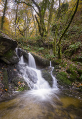 Small waterfall in a stream that flows through a deciduous forest
