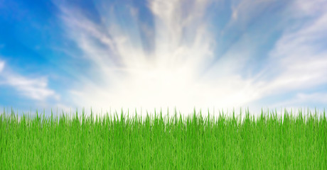 Obraz na płótnie Canvas Grass and Sky