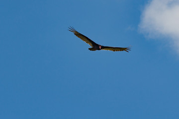 turkey vulture overhead view blue sky