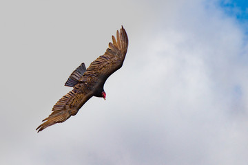 turkey vulture in flight top view with clouds
