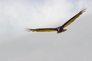 turkey vulture in flight front view with clouds