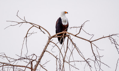 Eagle fish in Etiopia lago Chamo