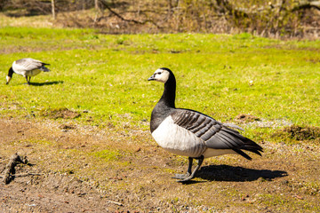 Barnacle geese in spring, Seurasaari, Helsinki, Finland