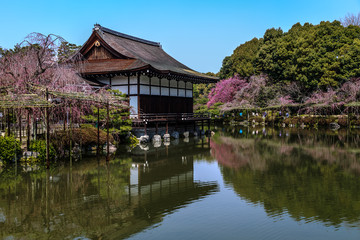 Fototapeta na wymiar Beautiful spring landscape with cherry blossoms over the pond in the garden of the Heian Shrine in Kyoto, Japan.