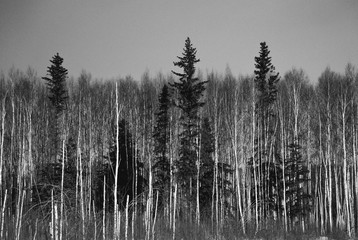 Black and white photo of line of birch and pine trees in winter in Alaska