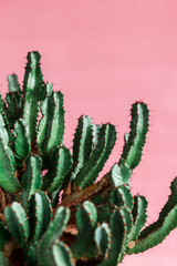 green Cactus on the pink background natural light