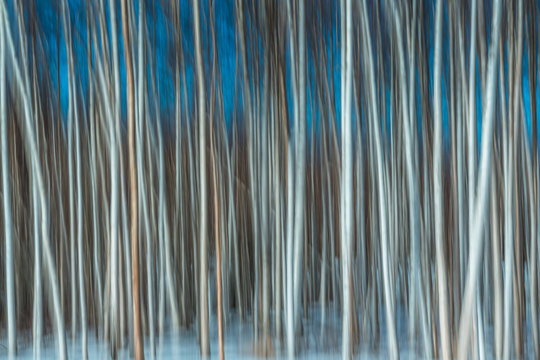 Abstract photo of thick stand of white birch trees in Alaska  in snow with vibrant blue sky in background in winter