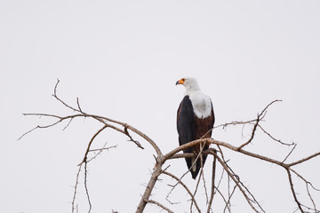 Eagle fish in Etiopia lago Chamo