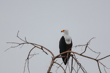 Eagle fish in Etiopia lago Chamo