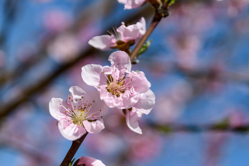 Close up of a branch with pink apricot tree flowers in full bloom with blurred background in a garden in a sunny spring day, floral background