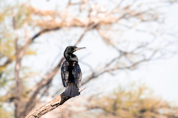 wild life in different national parks of india