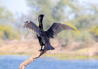 wild life in different national parks of india