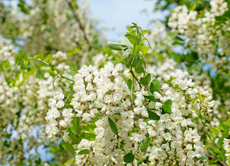 Blühende Robinie, Robinia pseudoacacia